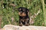 YORKSHIRE TERRIER 425